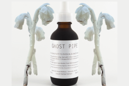 ghost pipe tincture