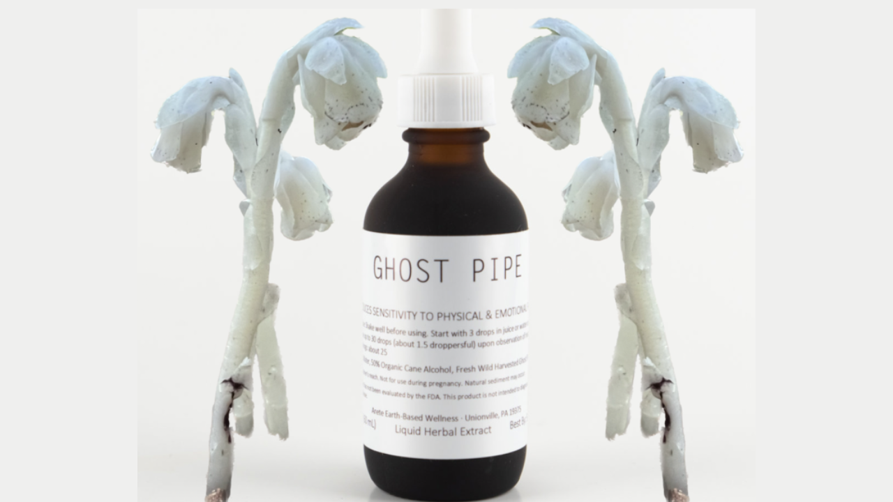ghost pipe tincture