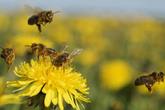 drone and bee