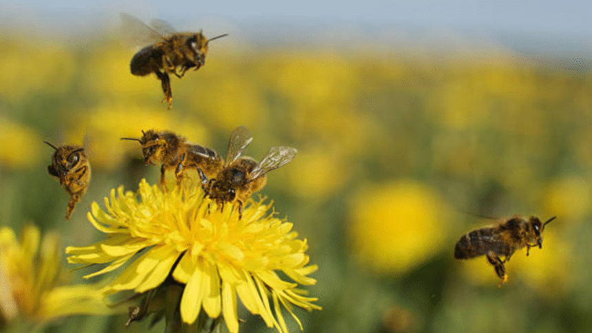 drone and bee