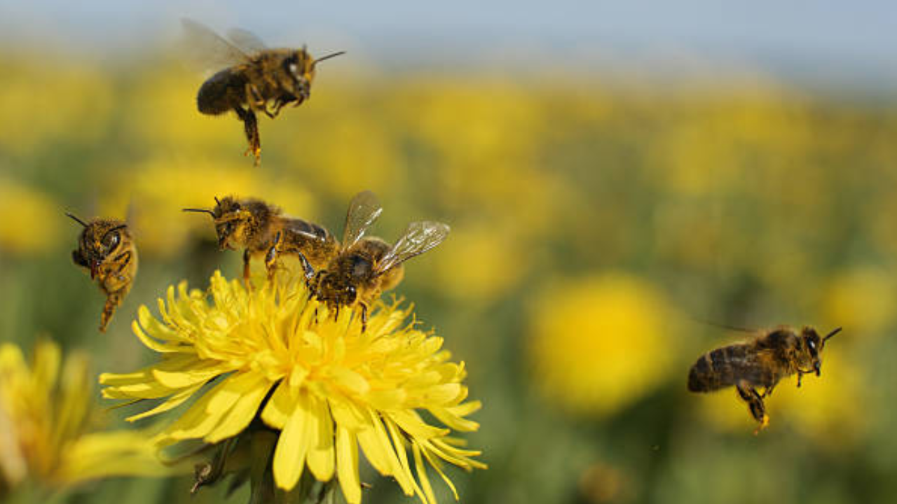 drone and bee