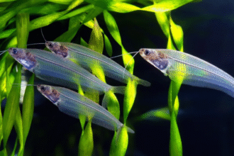 glass catfish