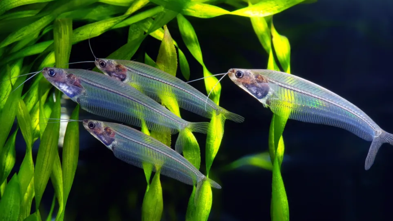 glass catfish